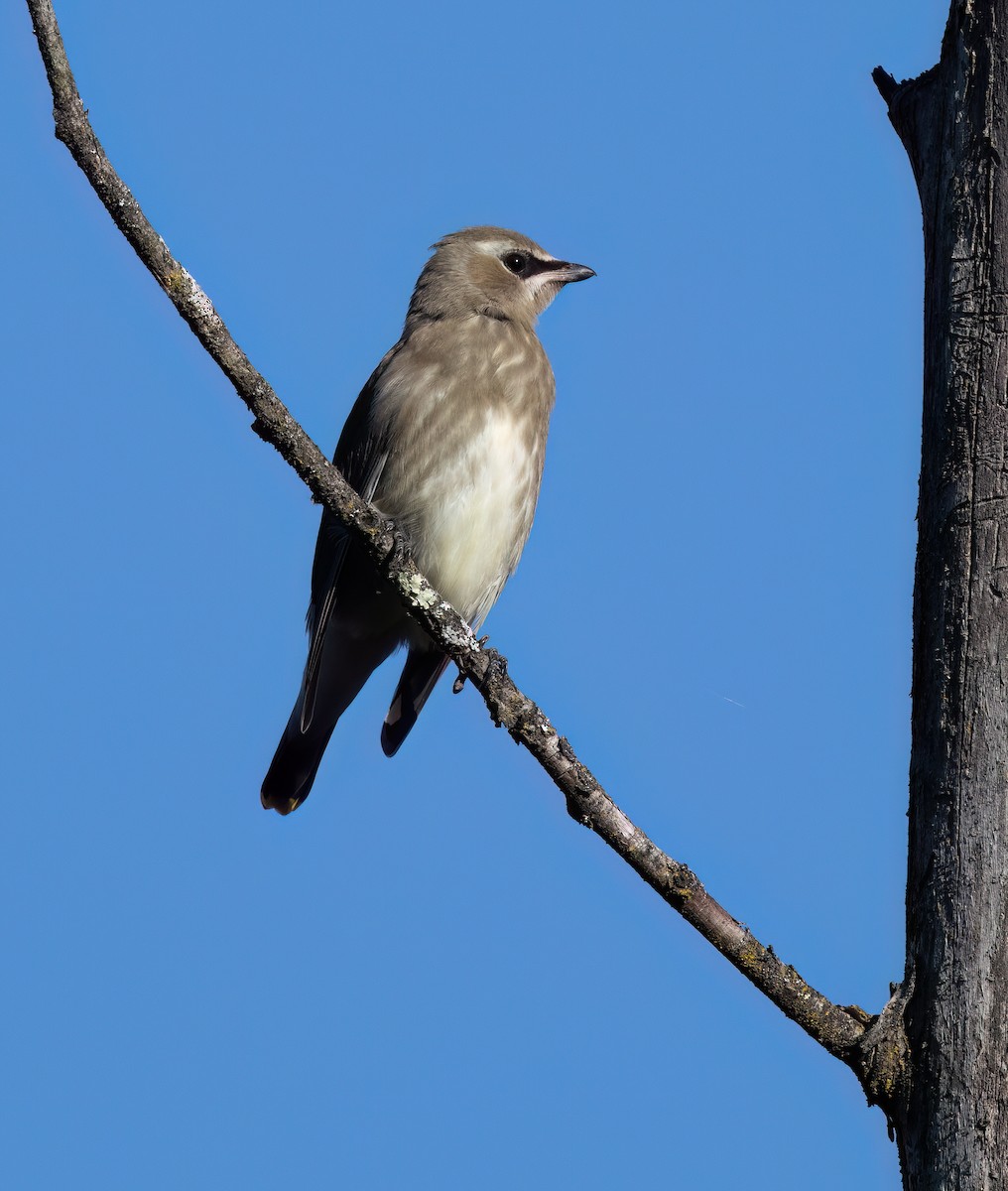 Cedar Waxwing - ML643182362
