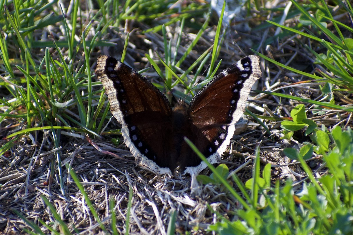 Mourning Cloak - ML643182371
