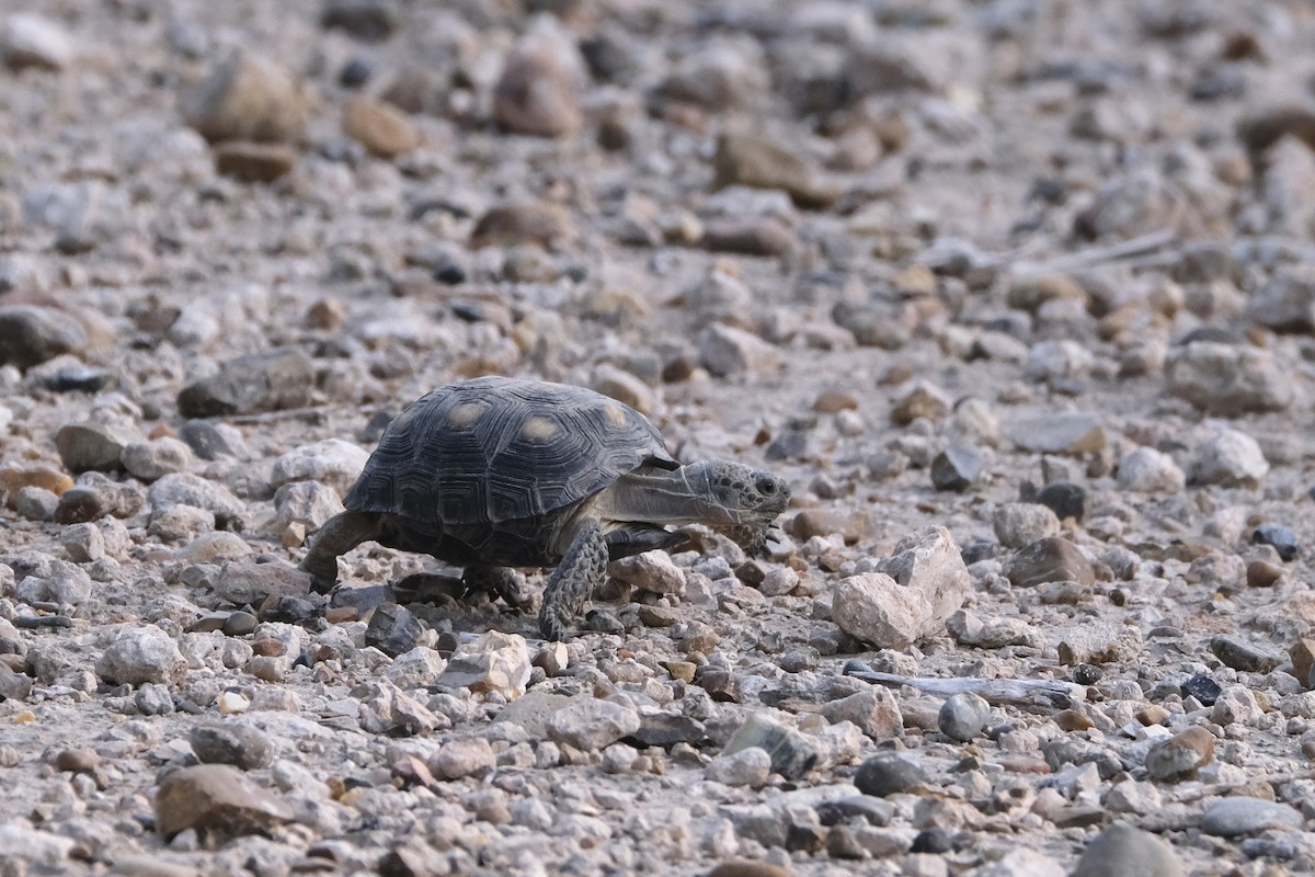 Texas Tortoise - ML643182376
