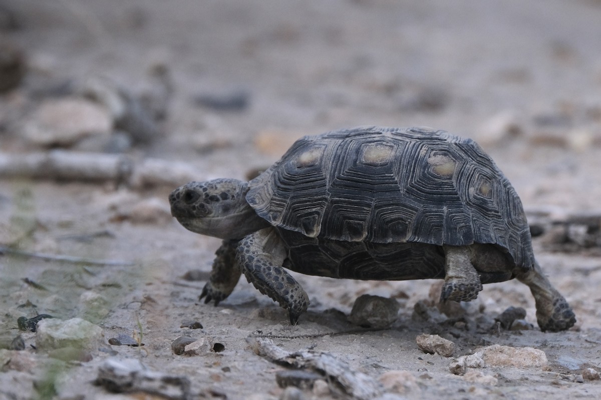 Texas Tortoise - ML643182377