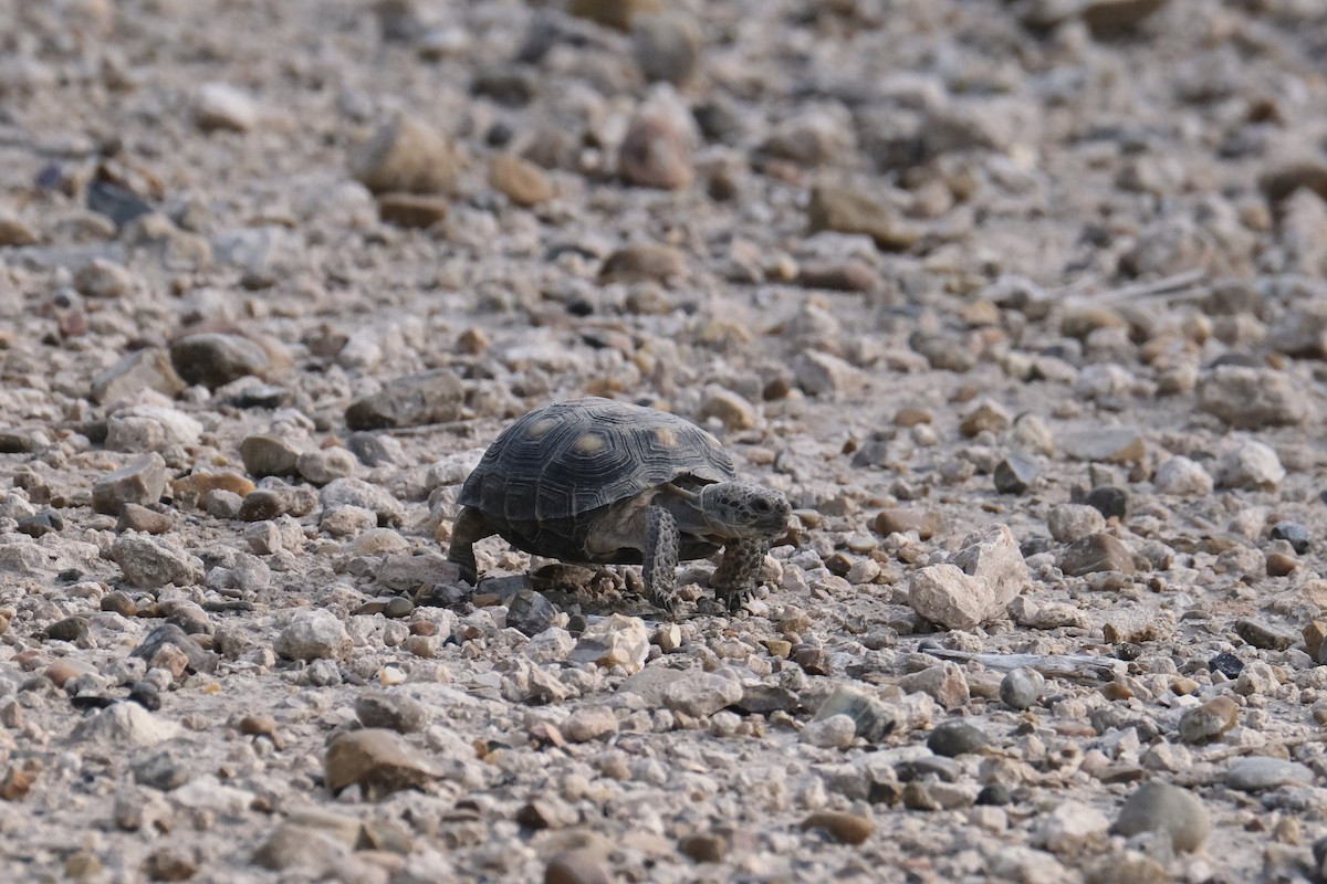 Texas Tortoise - ML643182378