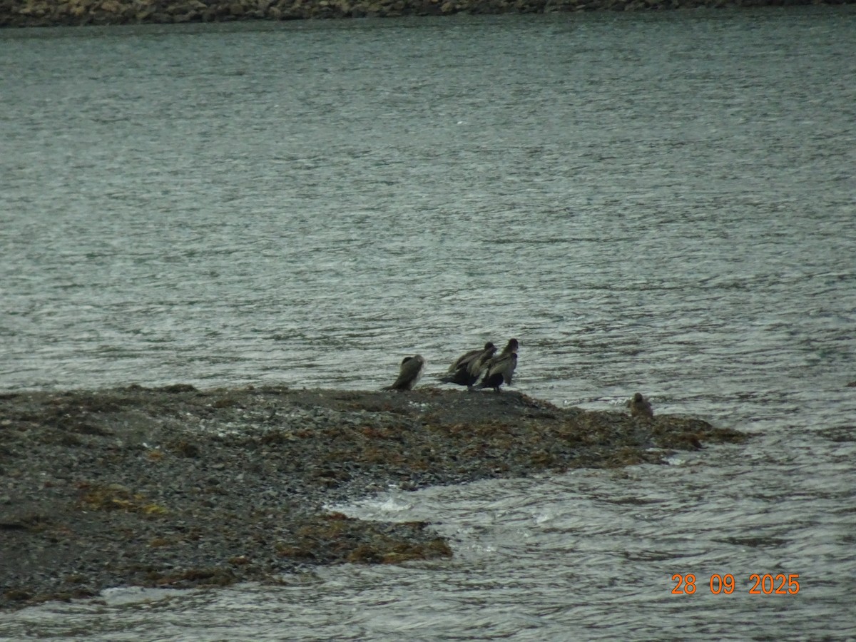 Great Cormorant - ML643182388