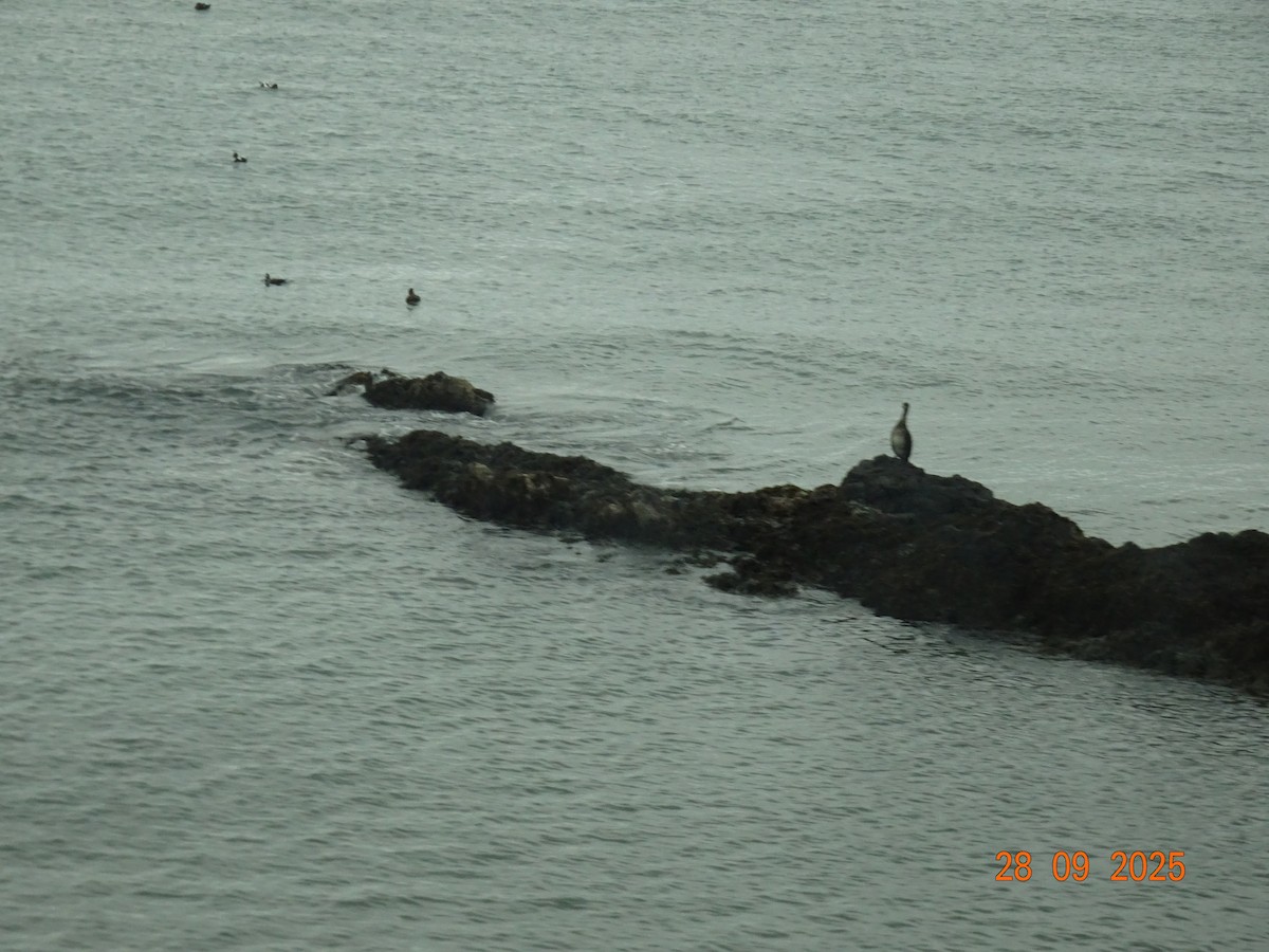 Great Cormorant - ML643182389