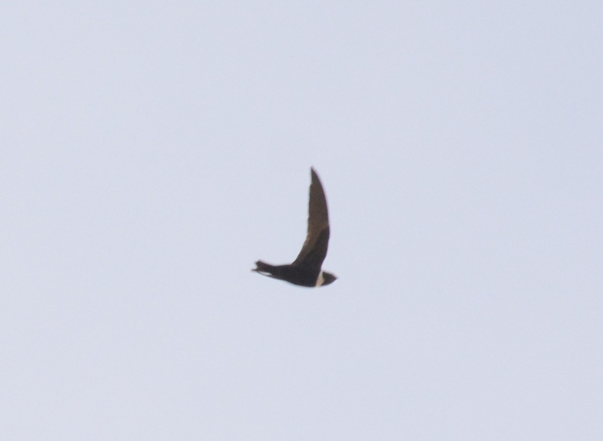クビワアマツバメ - ML643182394