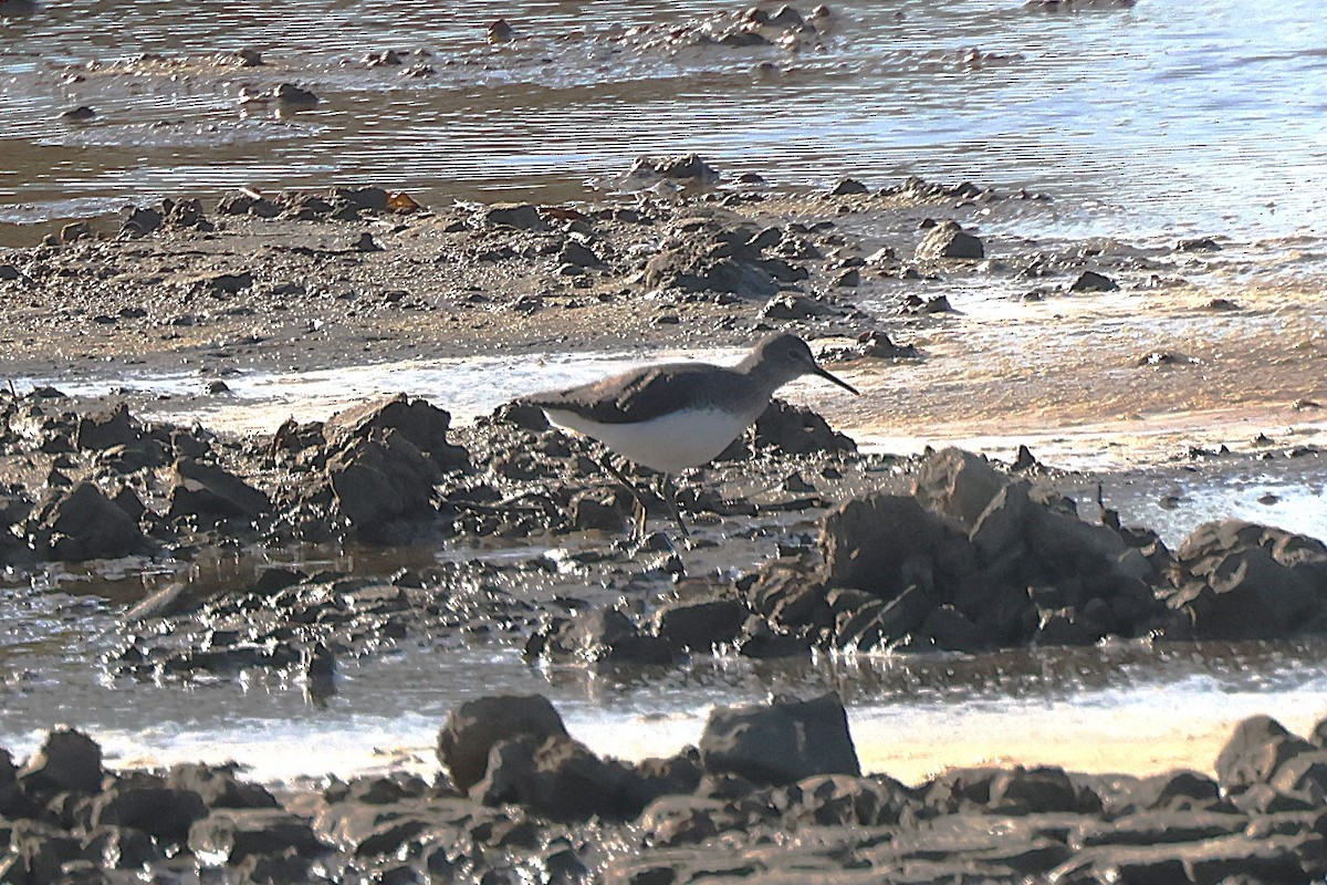 Цагаан сүүлт хөгчүү - ML643182404