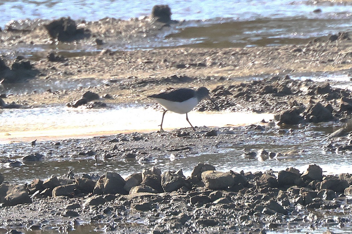 Цагаан сүүлт хөгчүү - ML643182405