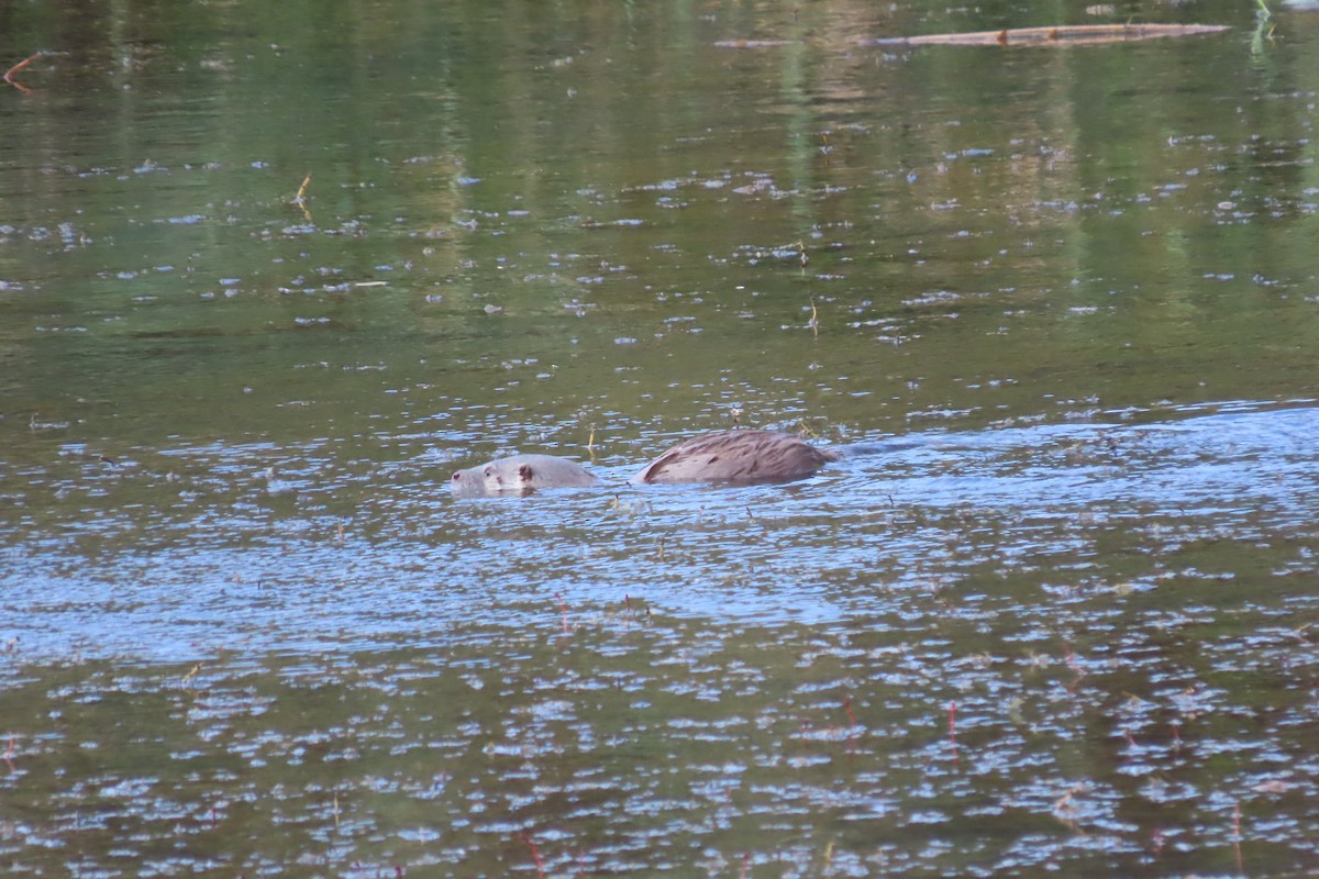 Eurasian Otter - ML643182418