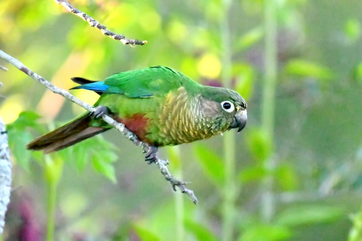 Maroon-bellied Parakeet - ML643182423
