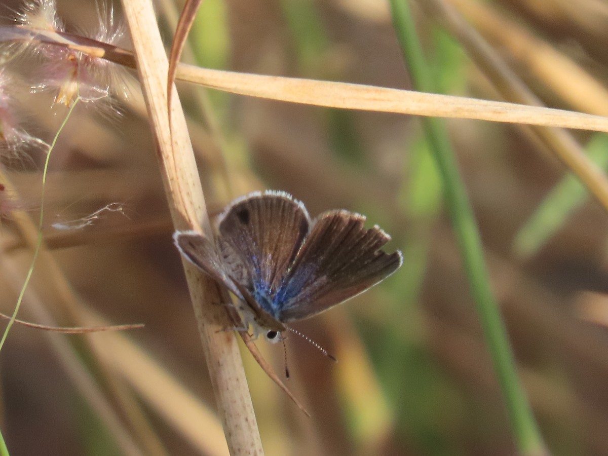 Ceraunus Blue - ML643182429