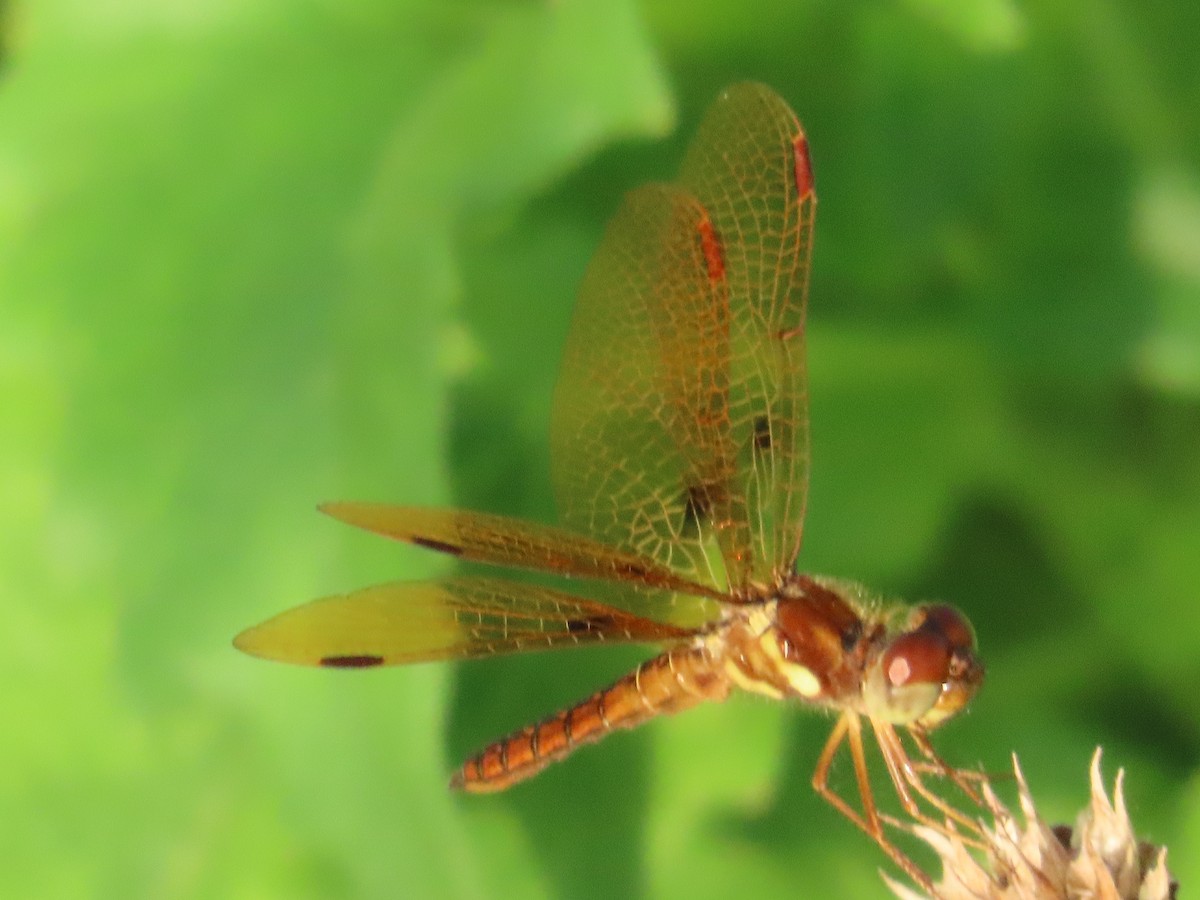 Eastern Amberwing - ML643182430