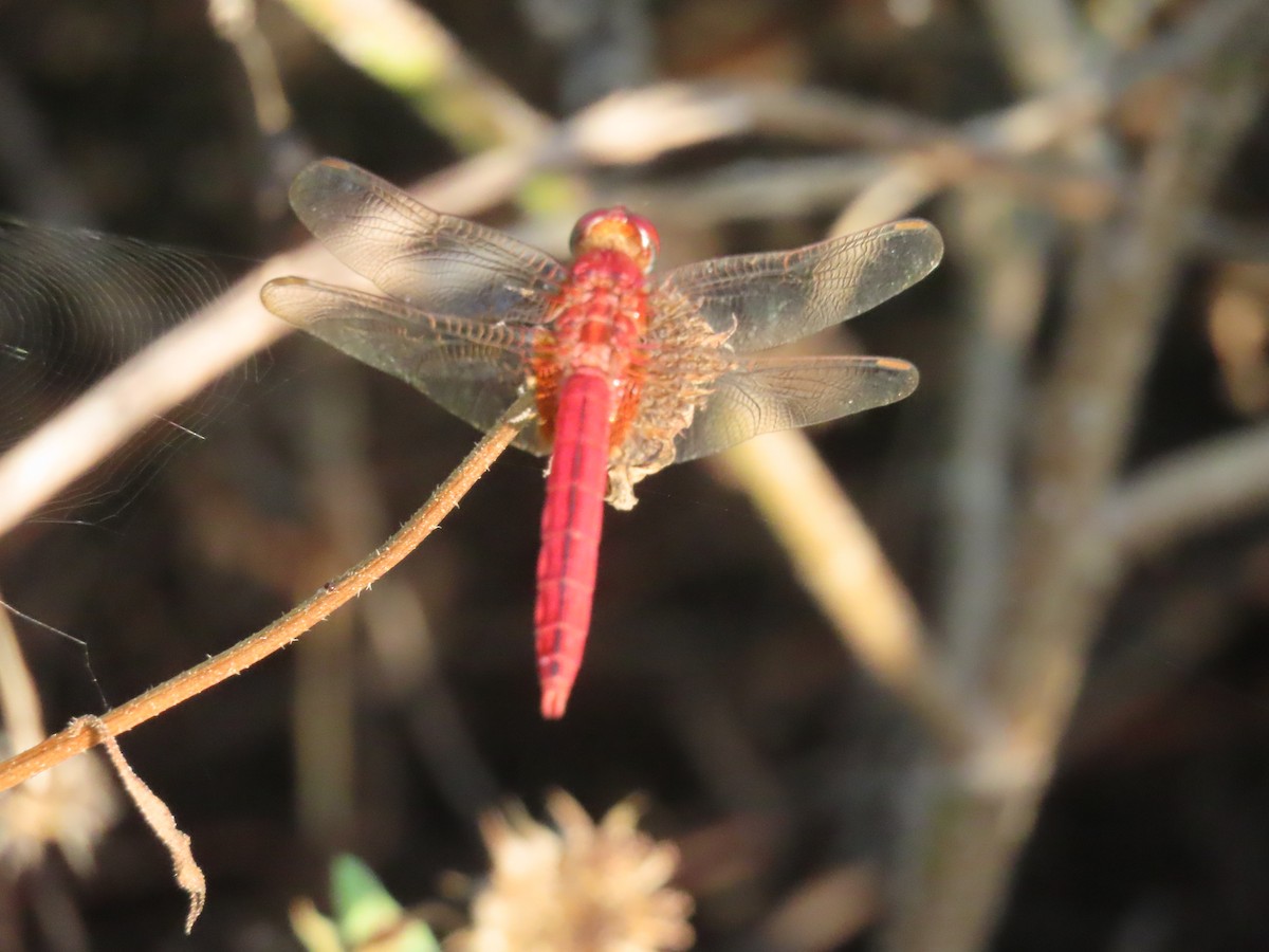 Scarlet Skimmer - ML643182431