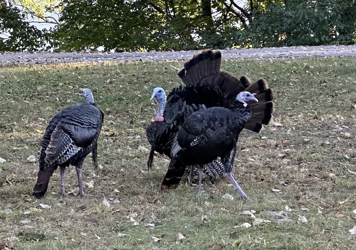 Wild Turkey - ML643182444