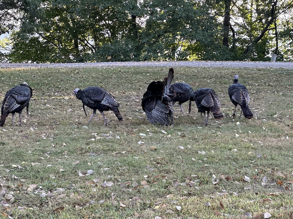 Wild Turkey - ML643182445