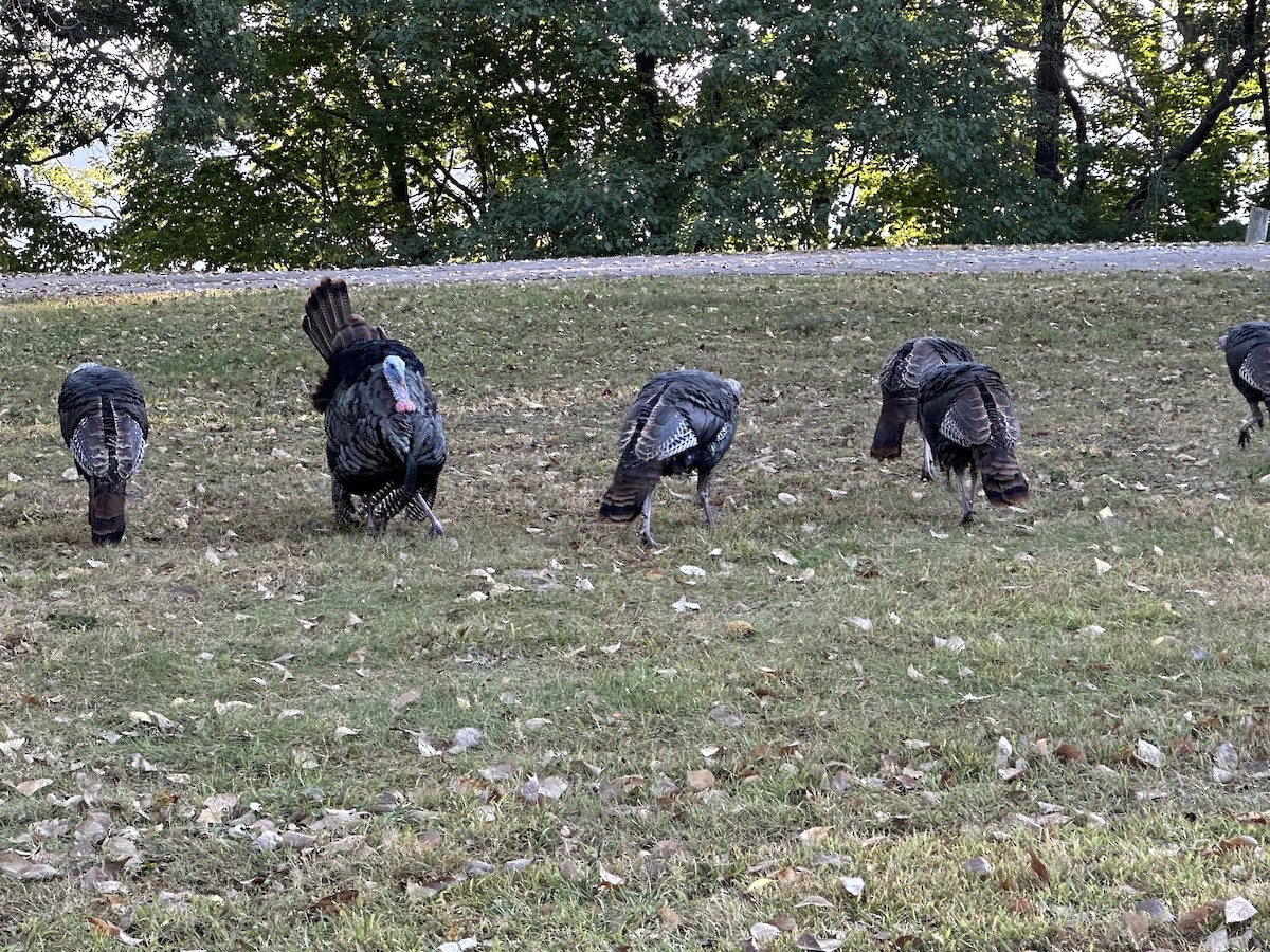 Wild Turkey - ML643182446