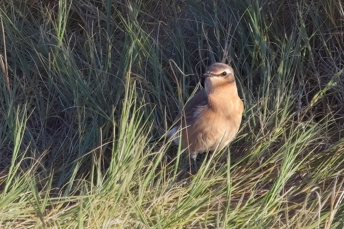 Northern Wheatear - ML643182455