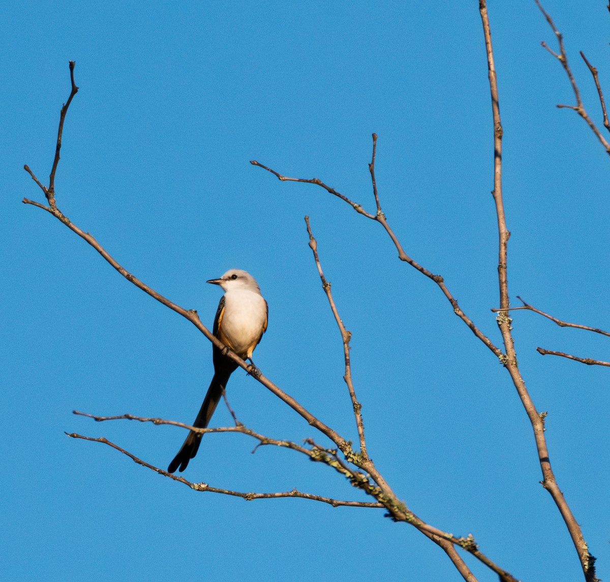 Scissor-tailed Flycatcher - ML643182468