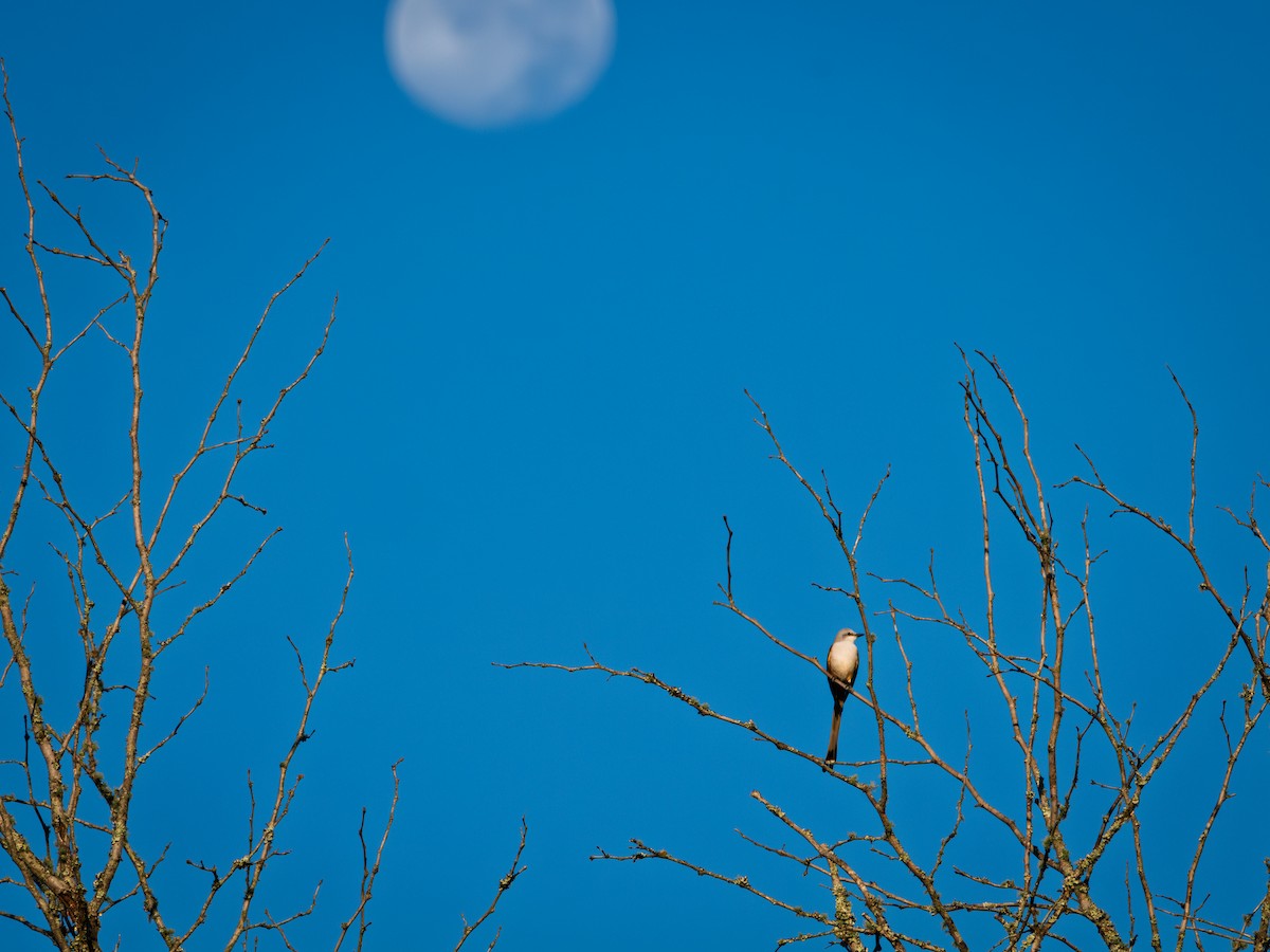 Scissor-tailed Flycatcher - ML643182469