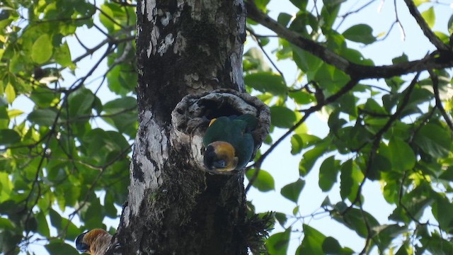 Black-headed Parrot - ML643182477