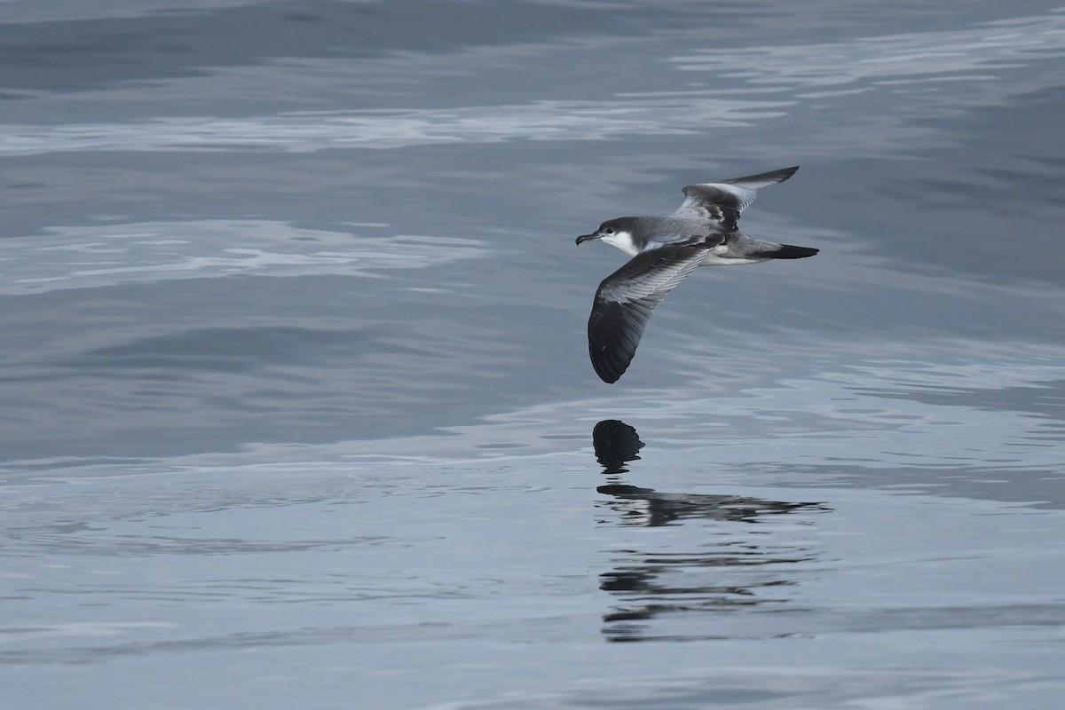 Buller's Shearwater - ML643182480