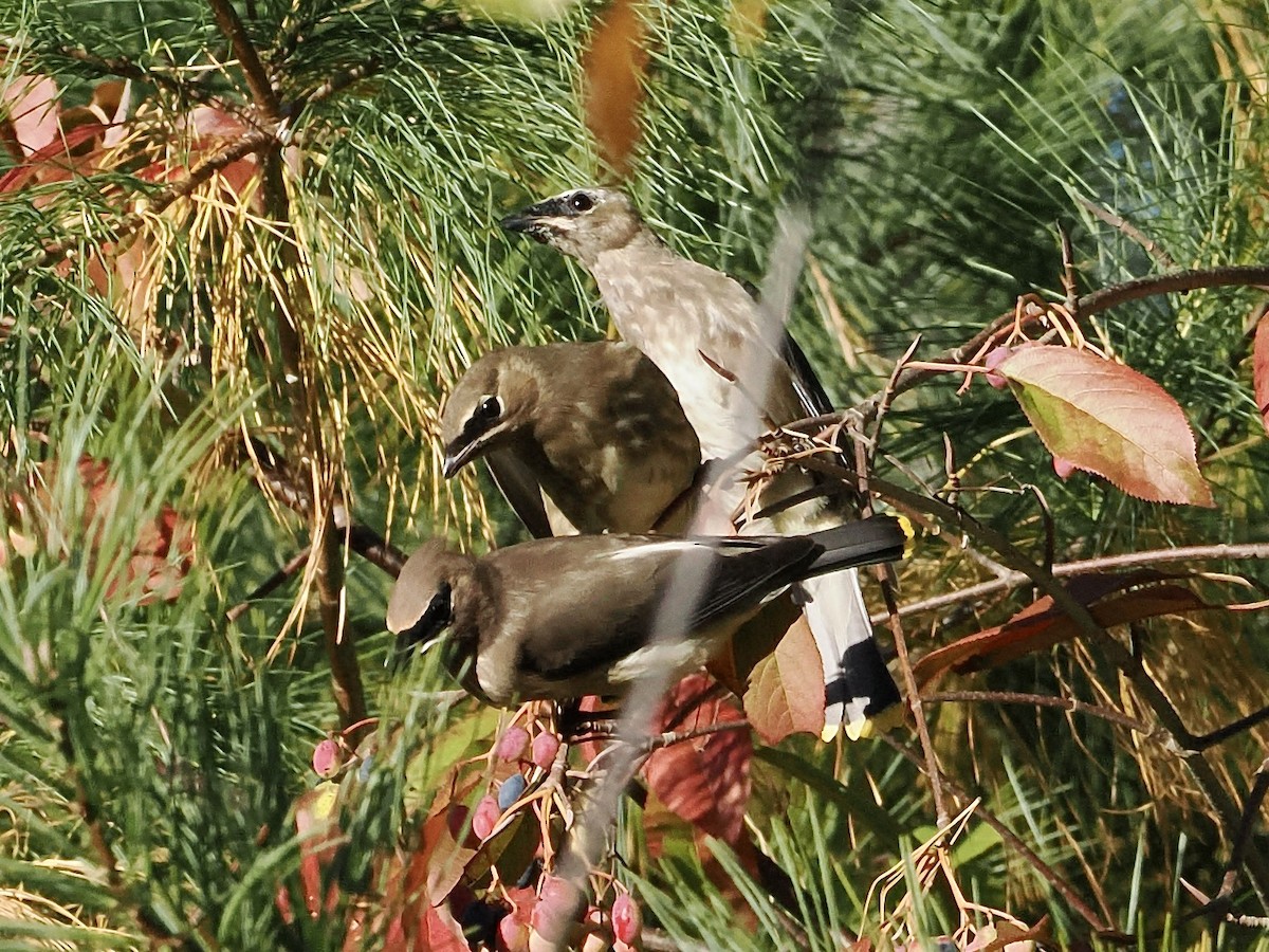 Cedar Waxwing - ML643182490