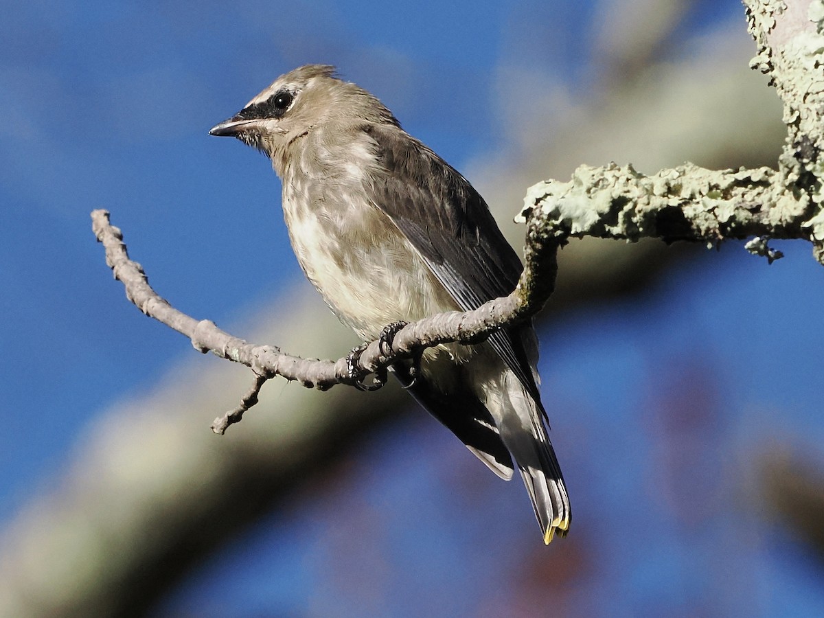 Cedar Waxwing - ML643182491