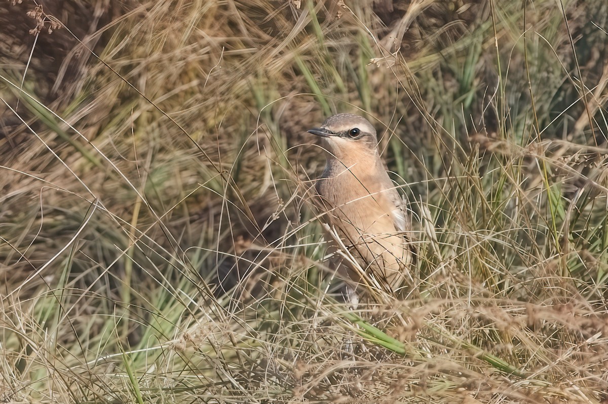 Northern Wheatear - ML643182512