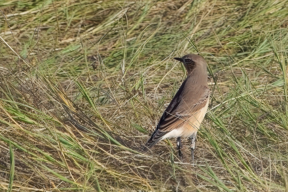 Northern Wheatear - ML643182522
