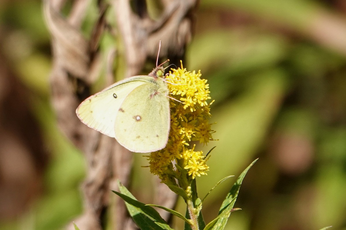 Clouded Sulphur - ML643182532