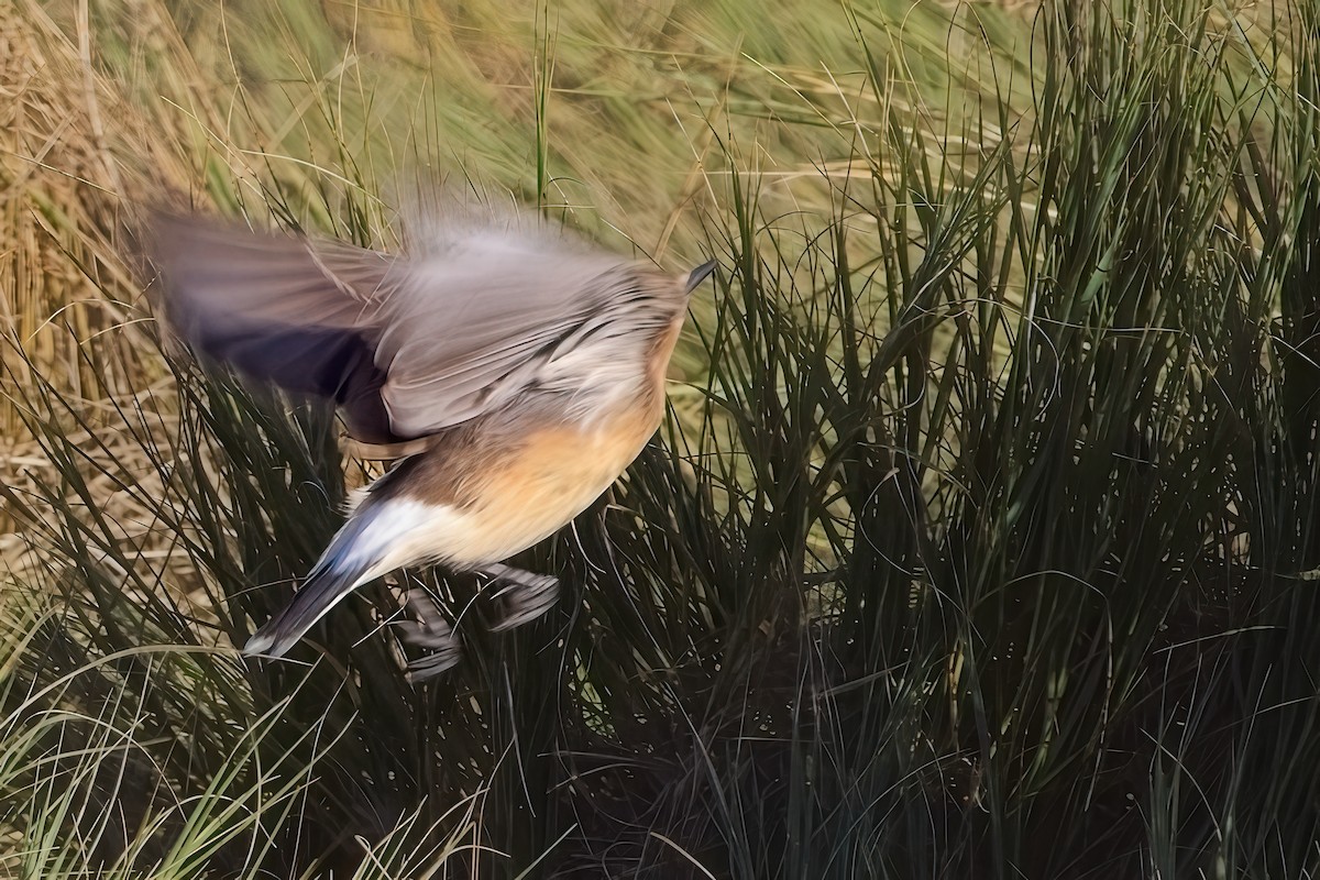 Northern Wheatear - ML643182539