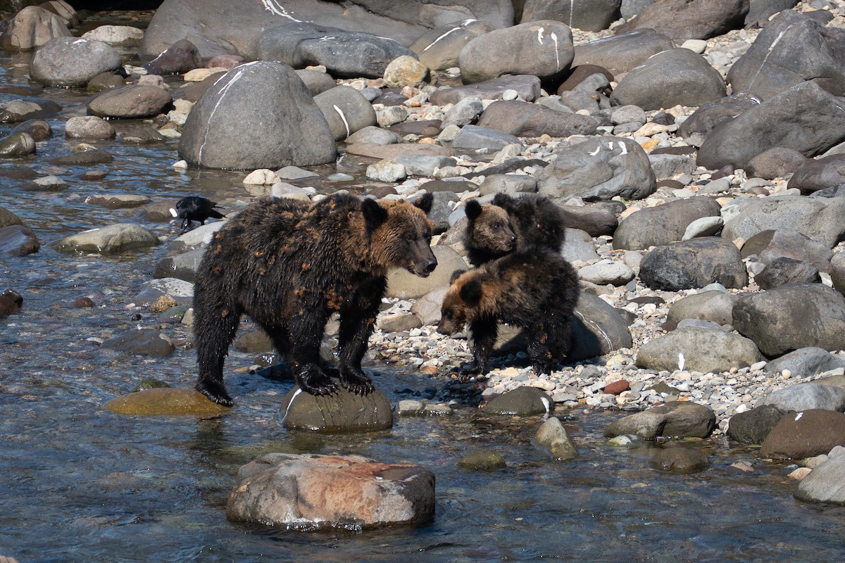 Brown Bear - ML643182541