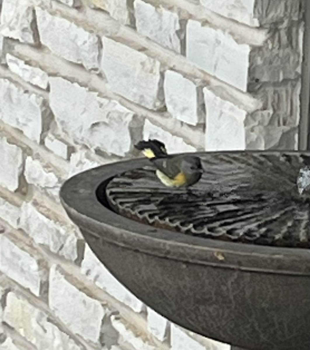 American Redstart - ML643182542