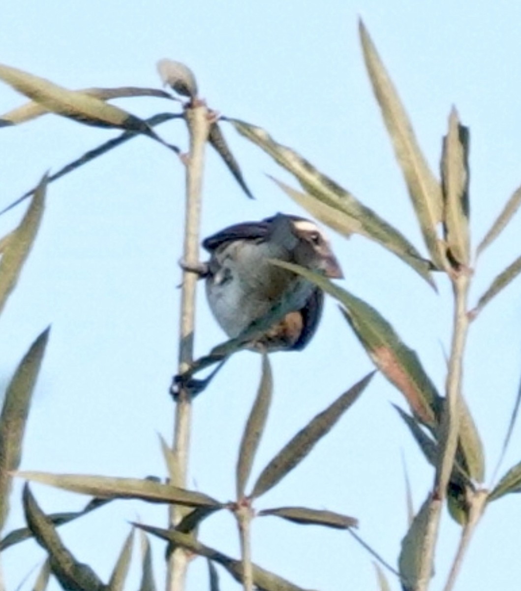 Rose-breasted Grosbeak - ML643182544