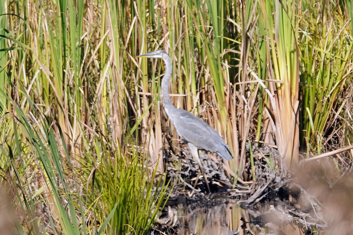 Great Blue Heron - ML643182565