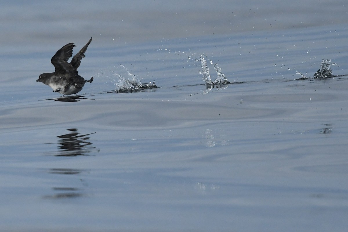 Cassin's Auklet - ML643182574