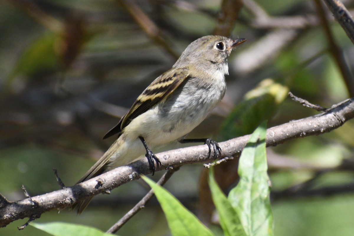 Least Flycatcher - ML643182578