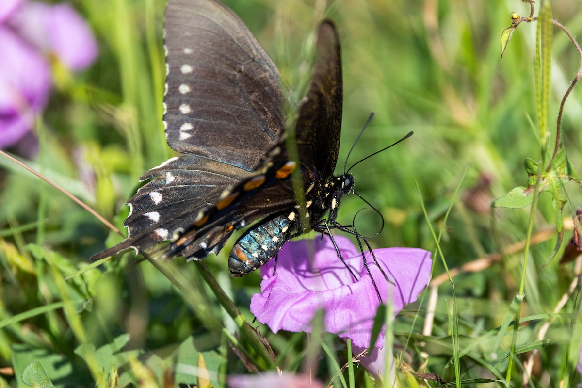 Pipevine Swallowtail - ML643182589