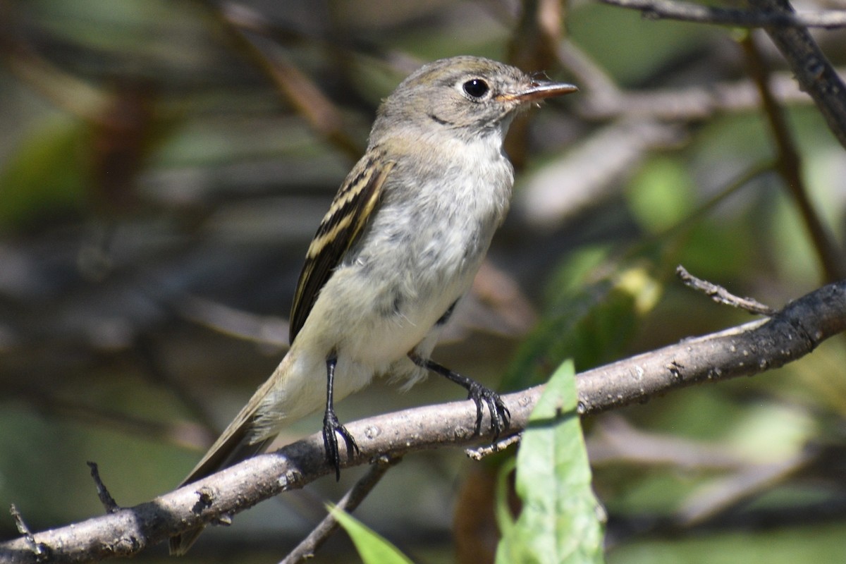 Least Flycatcher - ML643182607