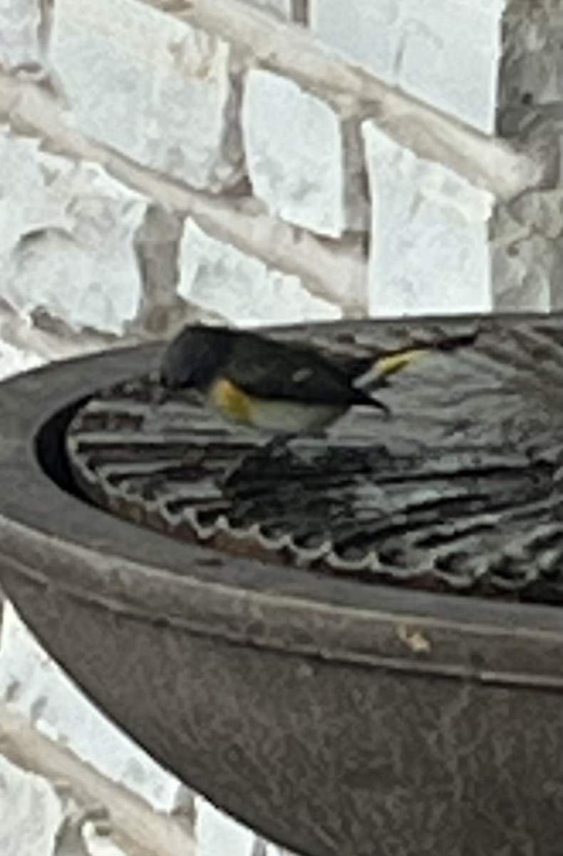 American Redstart - ML643182623