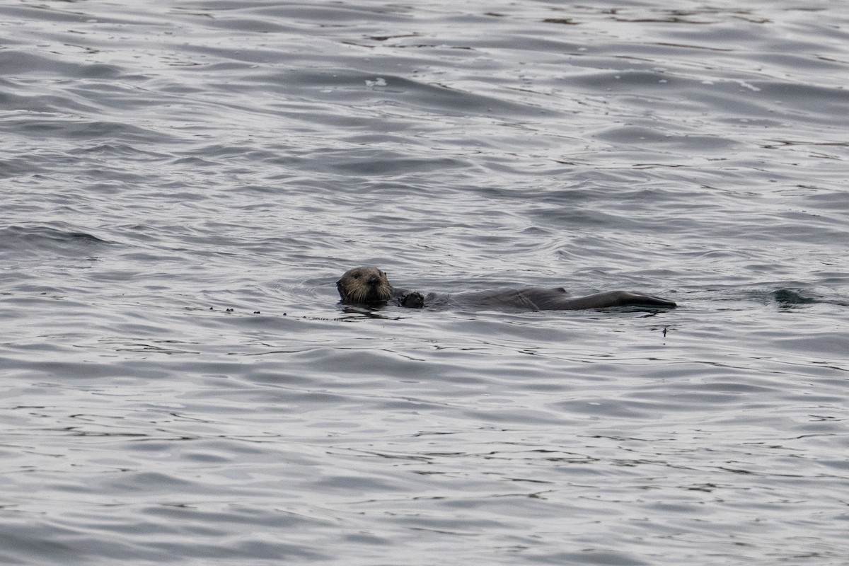Sea Otter - ML643182624