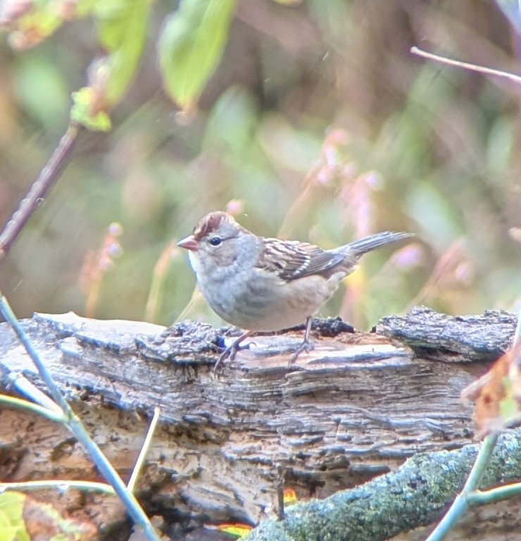 White-crowned Sparrow - ML643182628