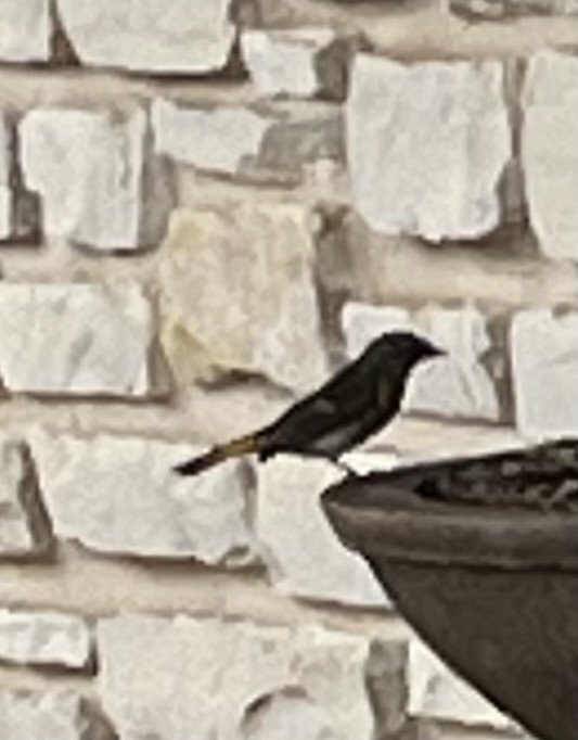 American Redstart - ML643182634