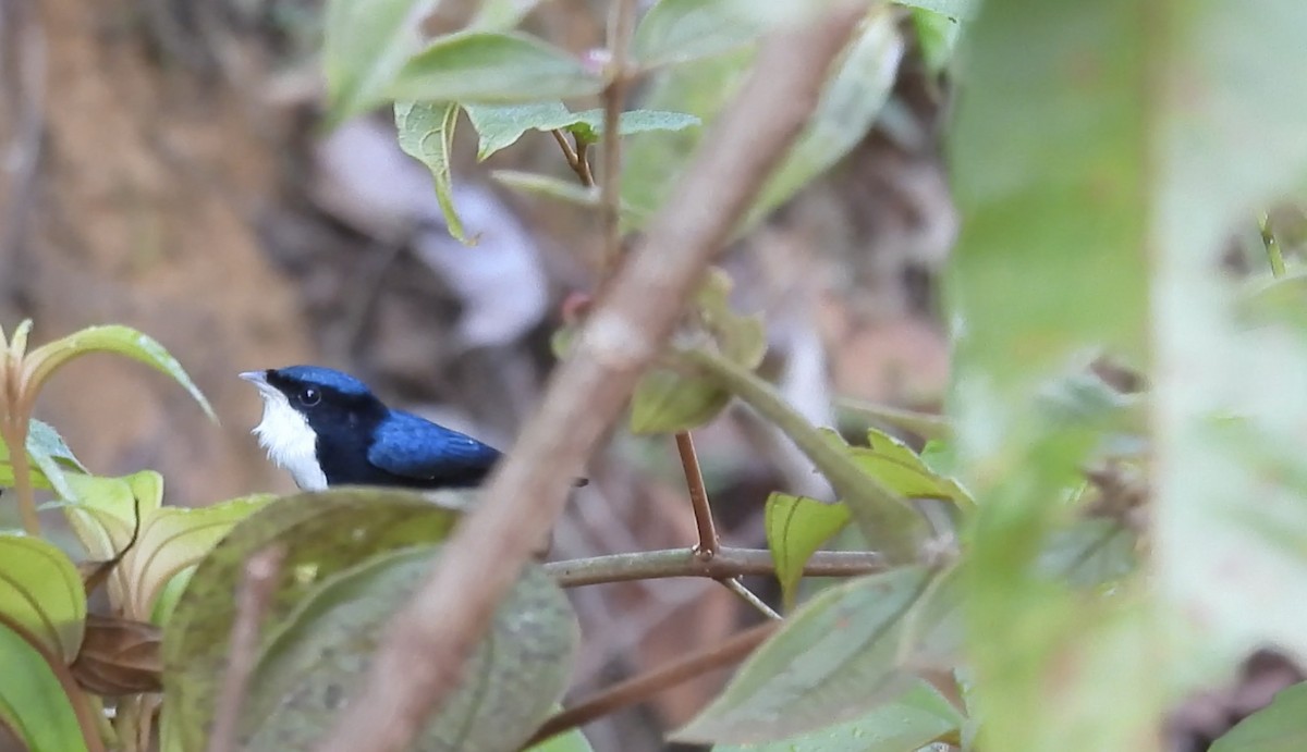 White-throated Manakin - ML643182644