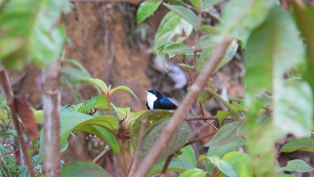 White-throated Manakin - ML643182649
