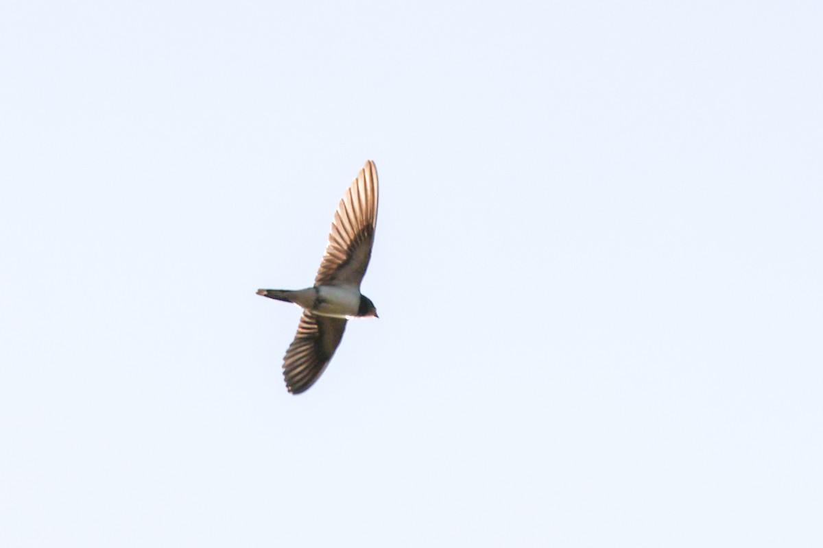 Hirondelle rustique - ML643182652