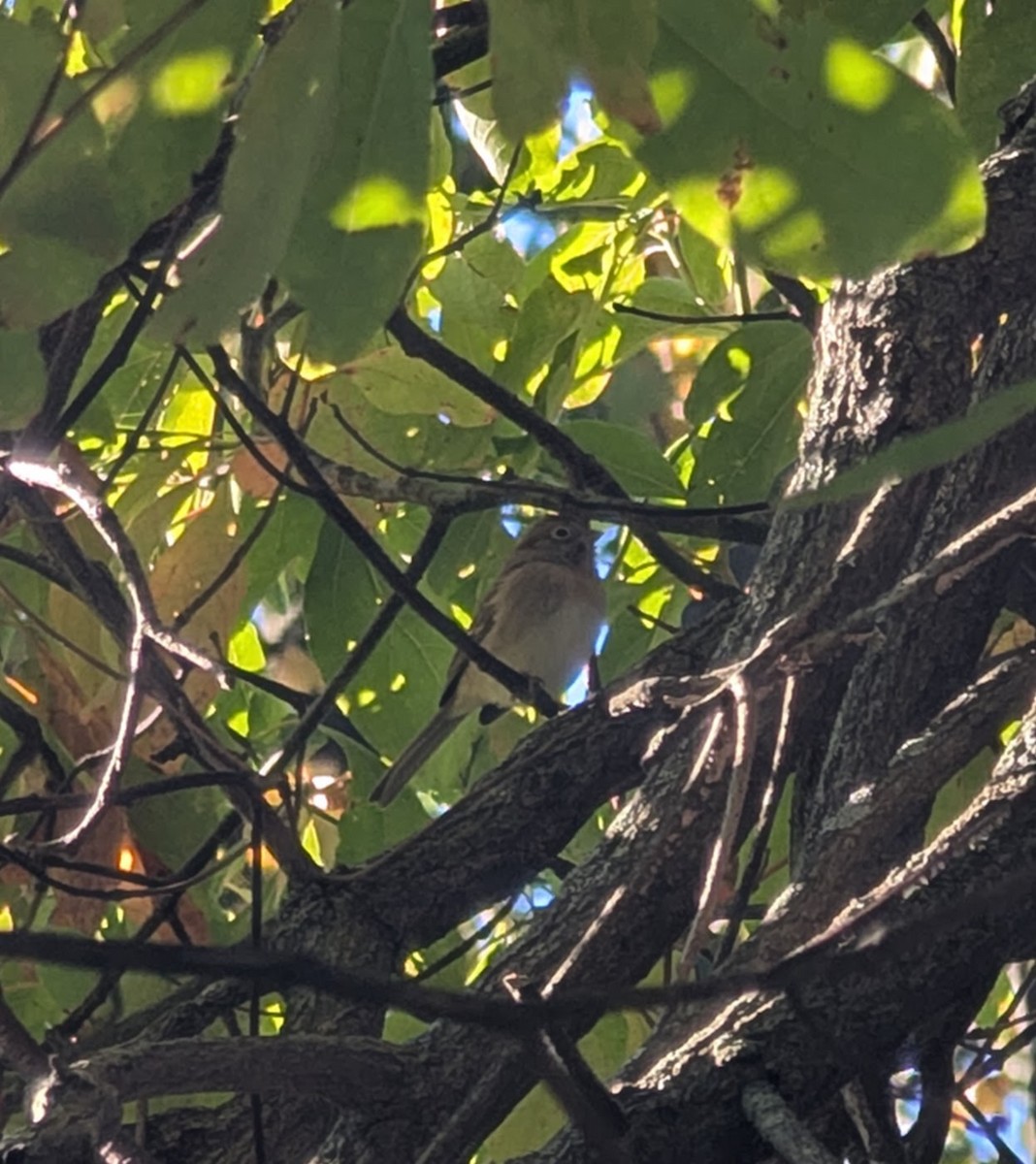 Field Sparrow - ML643182657
