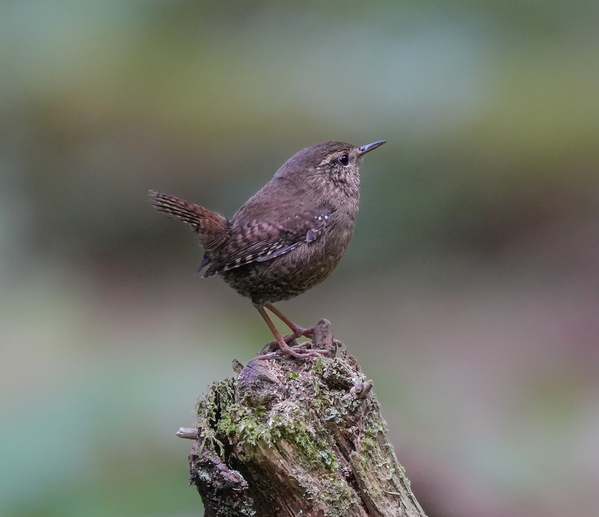 Pacific Wren - ML643182667