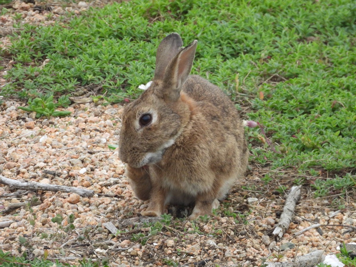 Animals - ML643182684