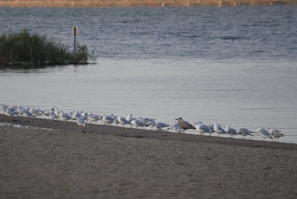 Мартин американський - ML643182713