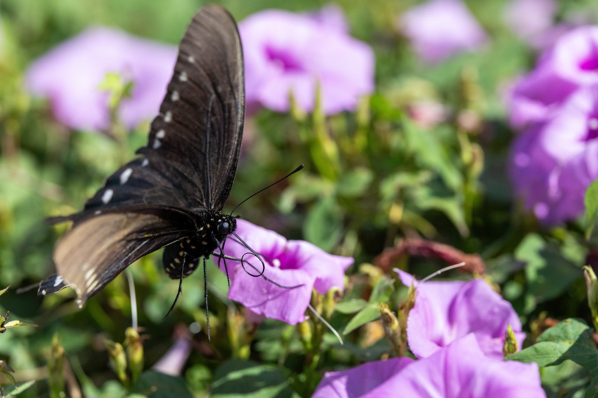 Pipevine Swallowtail - ML643182736