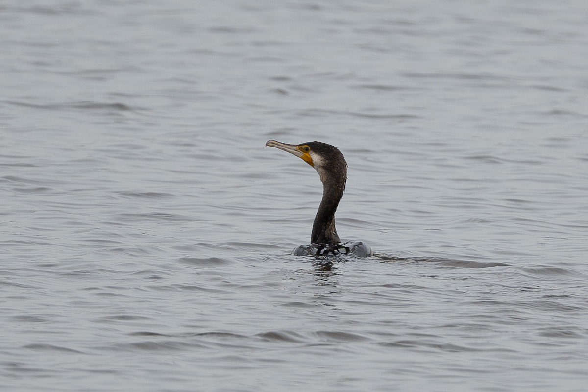 Great Cormorant - ML643182742